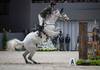 Daniel COYLE (IRL) riding INCREDIBLE during the day 2 of Rolex Grand Slam of Show Jumping 2024 at Palexpo on December 12, 2024 in Geneva, Switzerland. (Photo by Pierre Costabadie/Icon Sport)