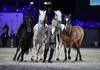 Miron BOCOCI and his horses during the day 5 of Rolex Grand Slam of Show Jumping 2024 at Palexpo on December 15, 2024 in Geneva, Switzerland. (Photo by Pierre Costabadie/Icon Sport)